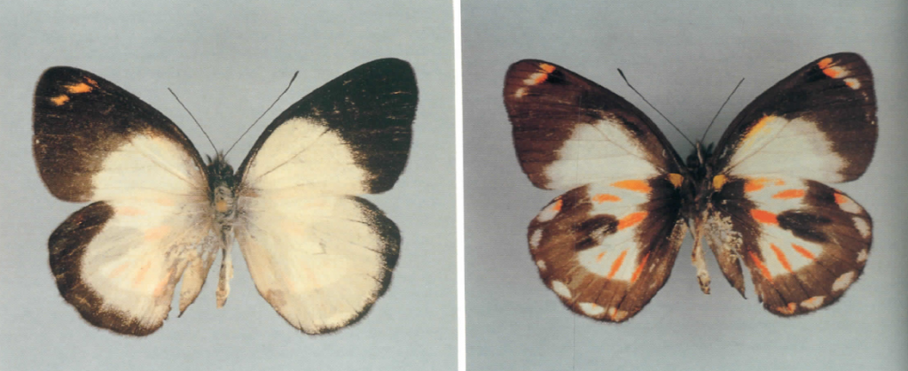 Delias hypomelas f. argentata (gynandromorph, baliem valley, west papua, oct. 1990 walesi village leg.richard worth) (Internet Image property of respective owner, non-commercial use only)